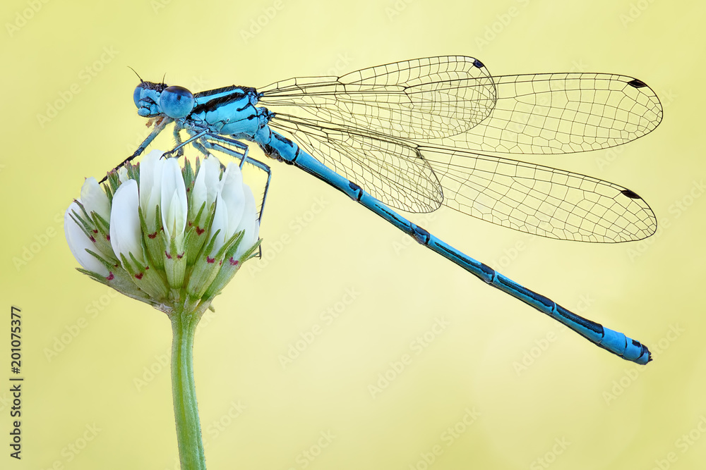 Amazing closeup of polish azure damselfly (Coenagrion puella) resting on the flower in the natural environment. Natural sunrise light morning macro Amazing closeup of polish azure damselfly (Coenagrion puella) resting on the flower in the natural environment. Natural sunrise light morning macro