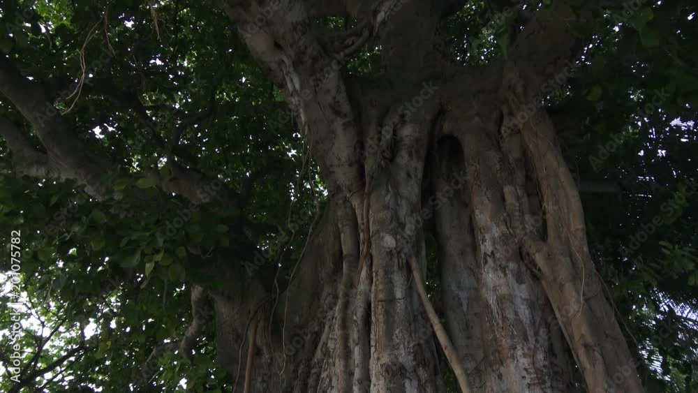 Relief trunk of a large deciduous tree. Maldives video Relief trunk of a large deciduous tree. Maldives video
