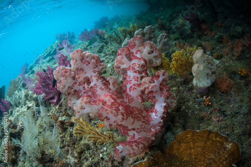 Beautiful Soft Corals in Raja Ampat