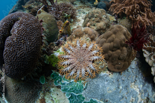 Juvenile Crown of Thorns Starfish on Coral Reef