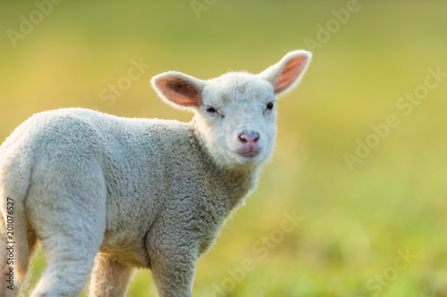 Fototapeta Naklejka Na Ścianę i Meble -  Cute young lamb on pasture, early morning in spring.