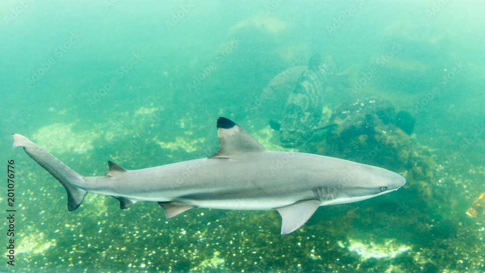 Obraz premium Blacktip reef shark in tank at aquarium