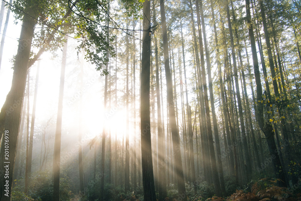 Sunlight through trees in forest, Bainbridge, Washington, United States Sunlight through trees in forest, Bainbridge, Washington, United States