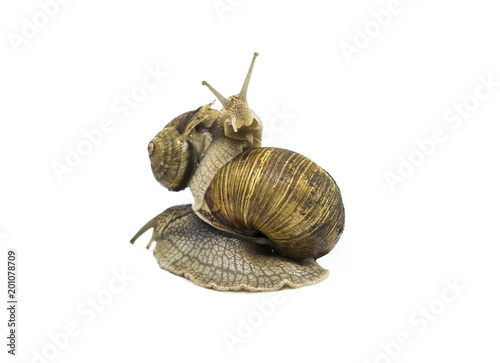 Two brown Garden snails, Small snail is on top of big. Isolated on white