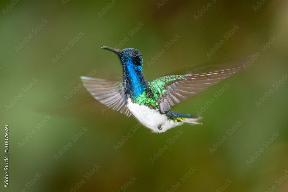 Obraz premium White-necked Jacobin -male