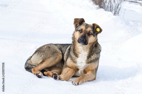 A stray dog lies on the snow. © Volodymyr Tarasov