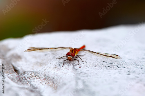 Dragonfly resting on white stone. Beautiful insect basking in the sun 
