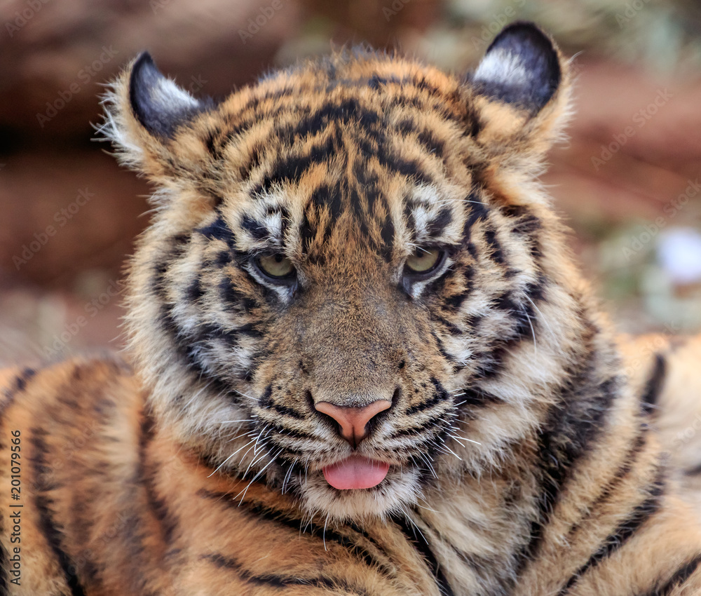 Obraz premium Sumatran Tiger (Panthera tigris sumatrae) cub