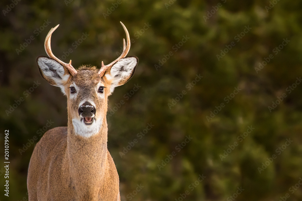Fototapeta premium White-tailed Deer - Odocoileus virginianus, portrait of a young buck in the early morning sun. Direct eye contanct. Open mouth like a smiling face.