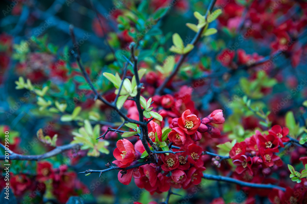 Red spring blossoms Red spring blossoms