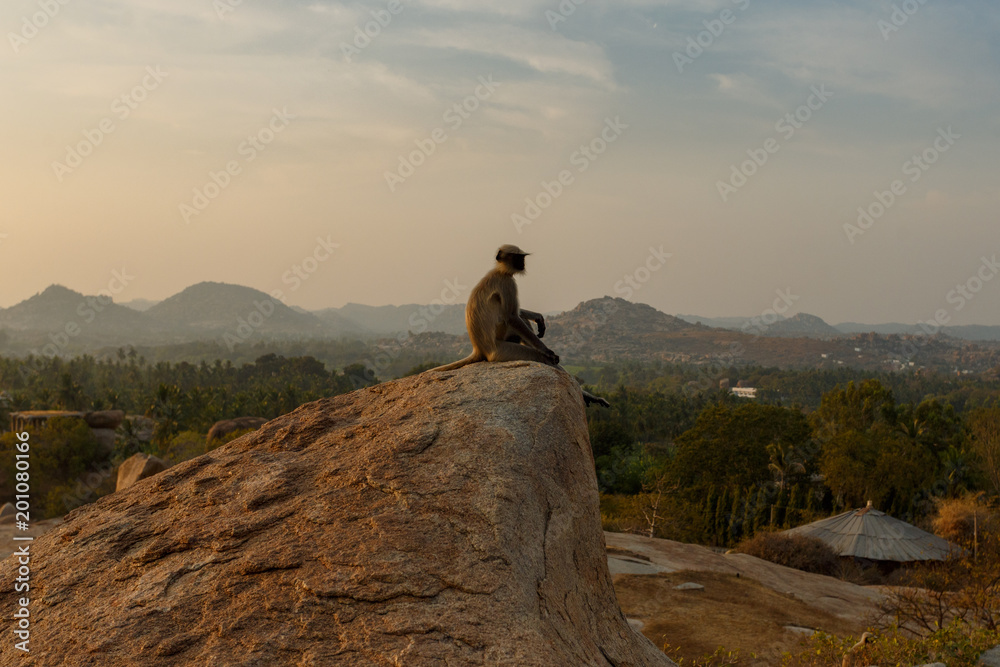 The monkey sees off the sunset. Incredible landscape with a wild monkey, sitting on a rock among the mountains.