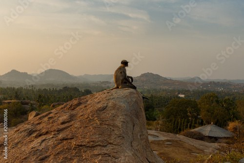 Photography The monkey sees off the sunset