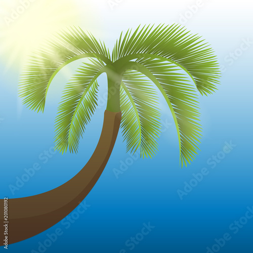 grüne palme blauer himmel