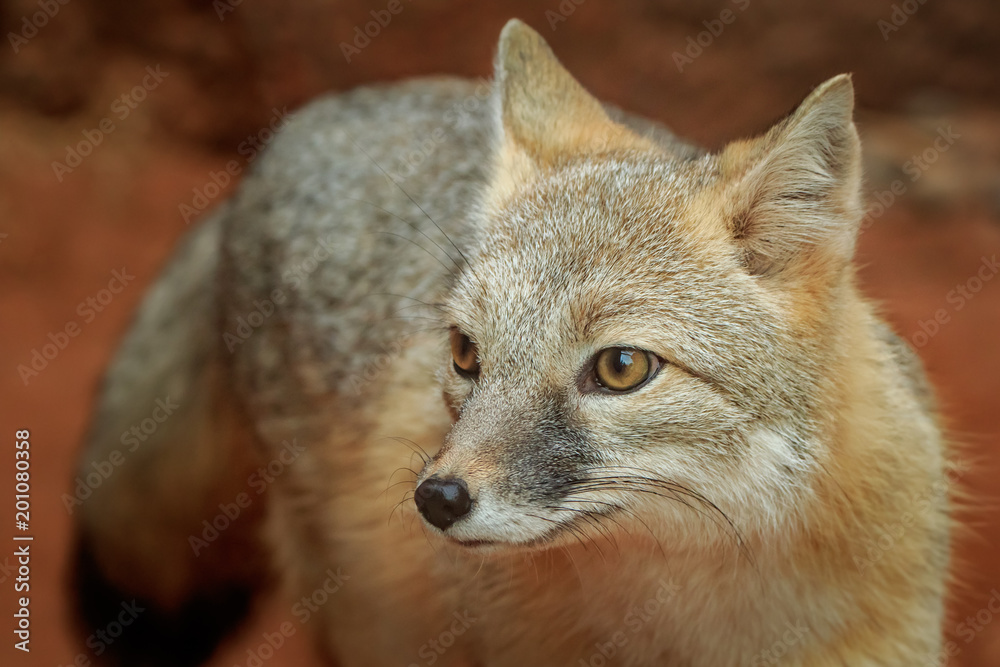 Swift Fox (Vulpes velox) portrait