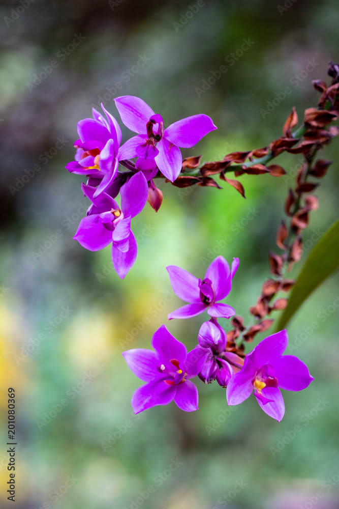 Purple Orchid flower isolated with green blurry background.