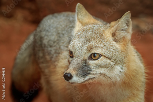 Swift Fox (Vulpes velox) portrait photo