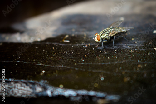 fly isolated photo