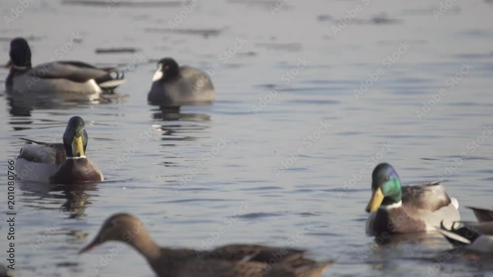 Ducks On Frozen Water. Ducks Swim In Cold Water. Search For Food. Slow Motion. Ducks On Frozen Water. Ducks Swim In Cold Water. Search For Food. Slow Motion.