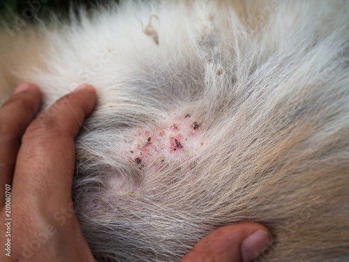 Closeup the disease on dog skin,Dermatitis in Dog,skin laminate and dog hair fallen around the disease.