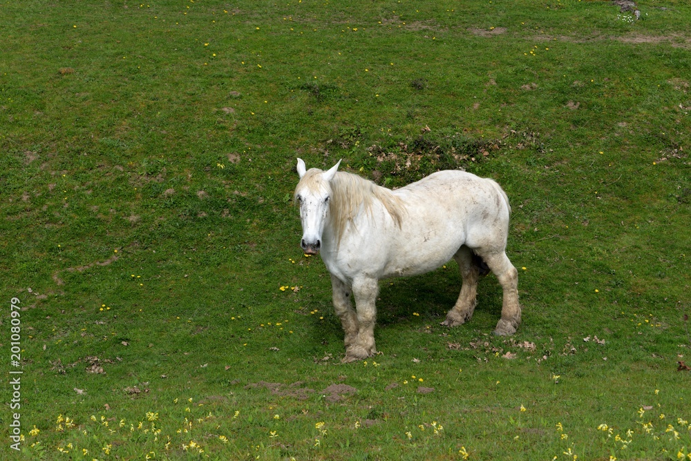 Obraz premium Cheval 