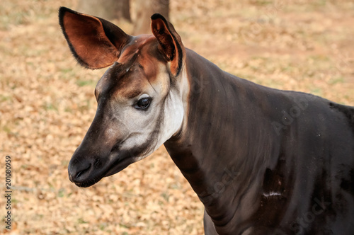 Photography Okapi (Okapia johnstoni) portrait