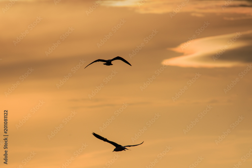 Naklejka premium Flying Gull Silhouette