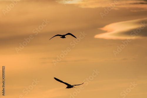 Flying Gull Silhouette