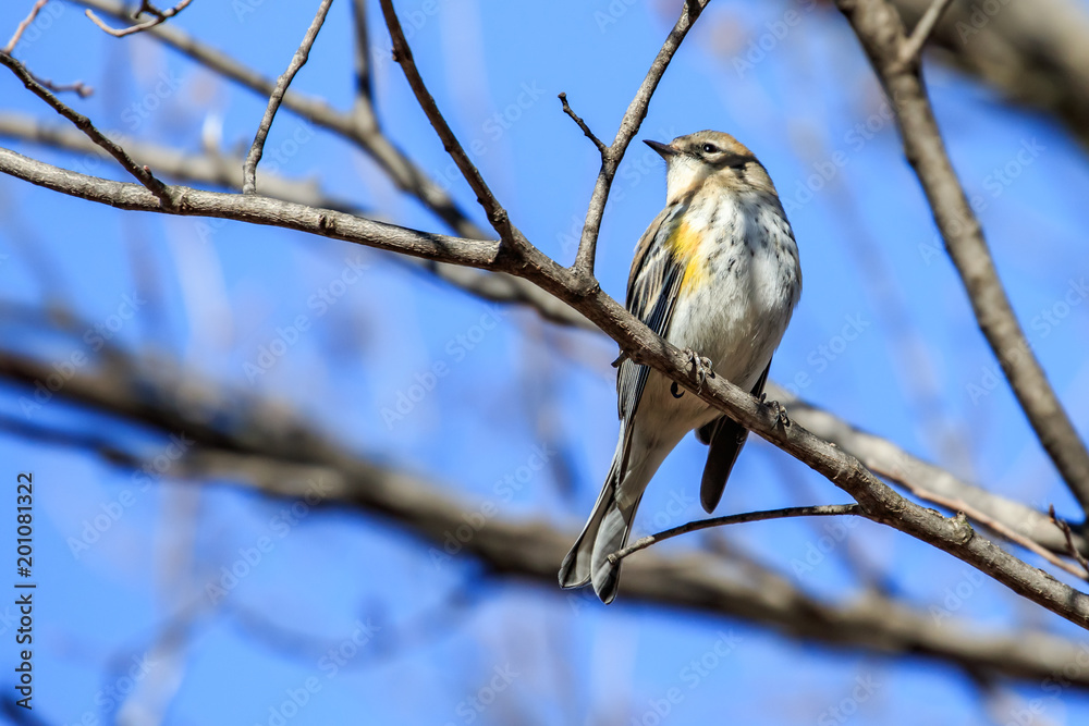 Yellow Rumped Warbler (Setophaga coronata) perched in a tree Yellow Rumped Warbler (Setophaga coronata) perched in a tree