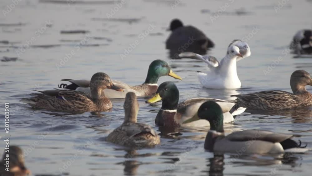 Ducks On Frozen Water. Ducks And Gulls Swim In Cold Water. Search For Food. Slow Motion. Ducks On Frozen Water. Ducks And Gulls Swim In Cold Water. Search For Food. Slow Motion.