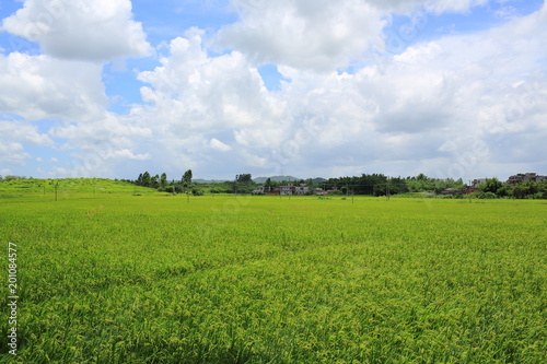 the natural landscape of summer in southern china in kaiping diaolou 