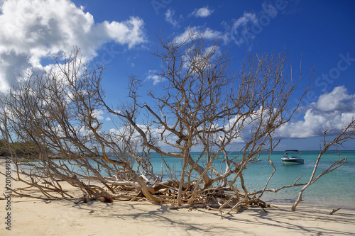 Tree on a caribbean beach