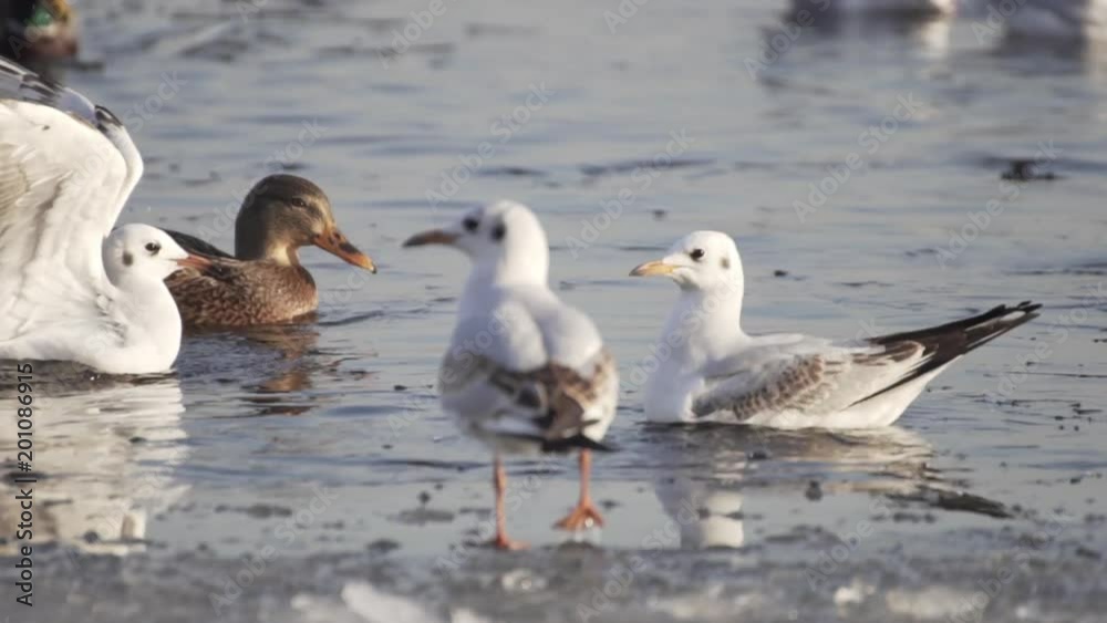 Seagulls On Frozen Water. Gulls Stand On Ice. Birds Swim In The Water. Search For Food. Seagulls On Frozen Water. Gulls Stand On Ice. Birds Swim In The Water. Search For Food.