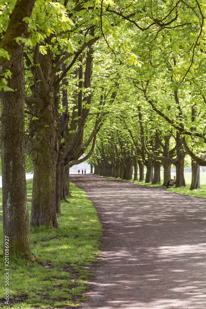 Kastanienallee am Decksteiner Weiher in Köln Kastanienallee am Decksteiner Weiher in Köln