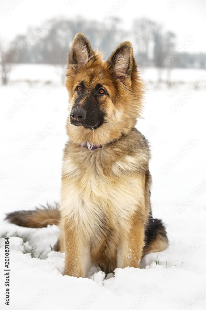 German Shepherd in the snow German Shepherd in the snow