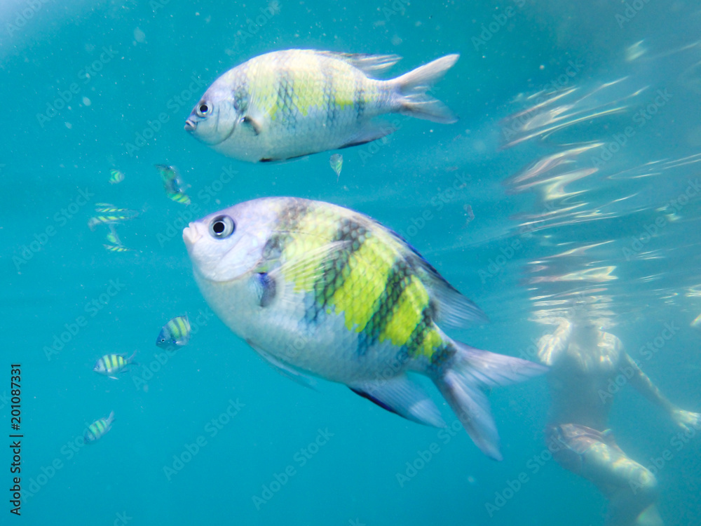 Tourist snorkeling with sergeant fish in the blue thai sea near Ko Ngai, Ko Lanta, Thailand Tourist snorkeling with sergeant fish in the blue thai sea near Ko Ngai, Ko Lanta, Thailand