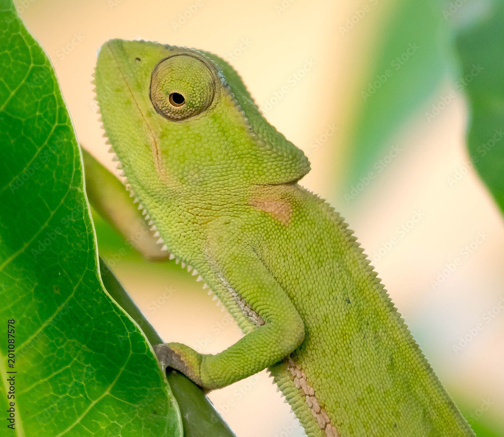 Obraz premium Camaleão Africano