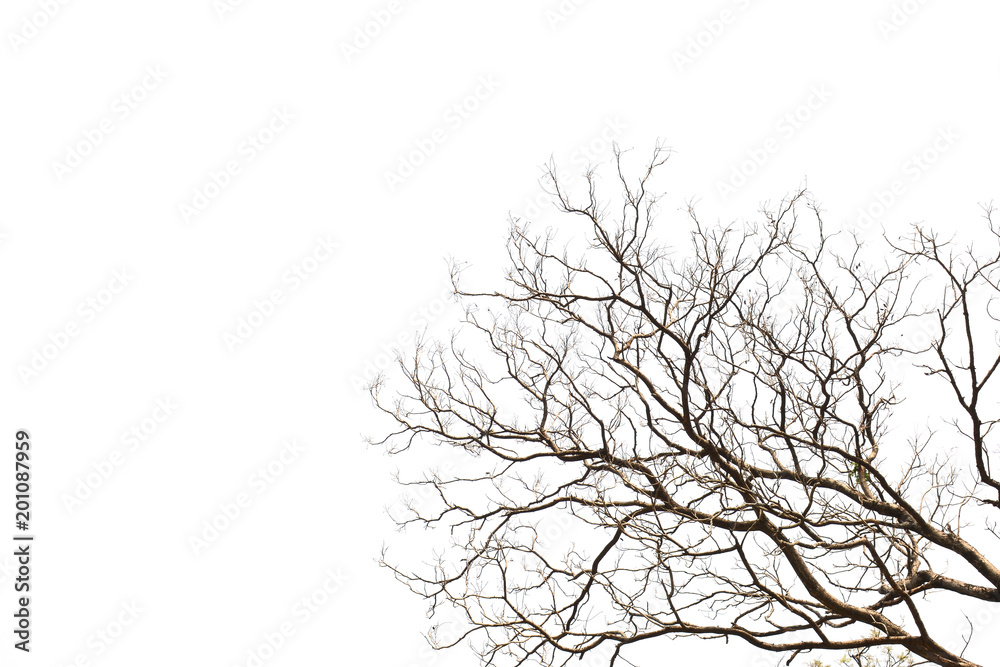 Bare tree branches isolated on white background Bare tree branches isolated on white background