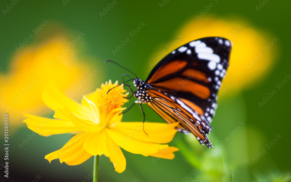 Butterflies and colorful flowers.