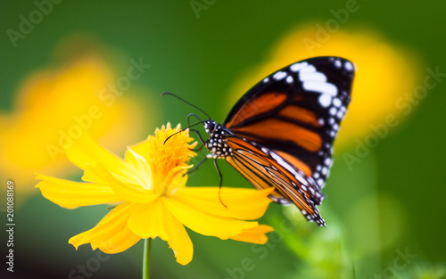 Butterflies and colorful flowers.