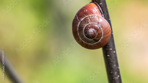 close up of a brown snail shell