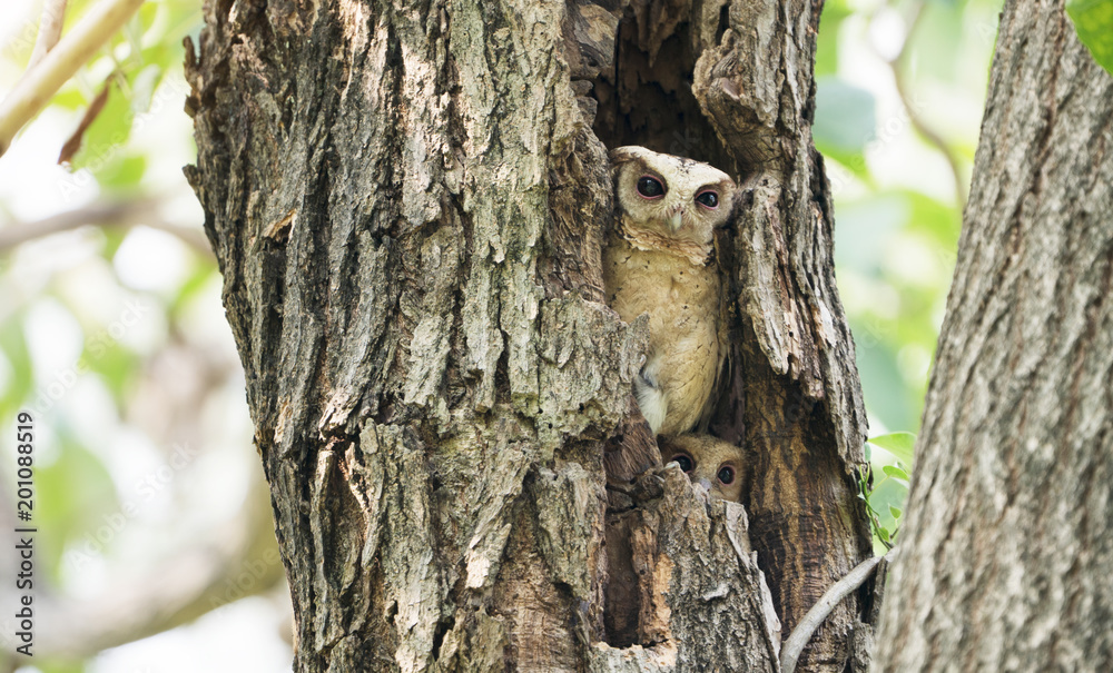 Obraz premium lovely Oriental Scops Owl , Thailand