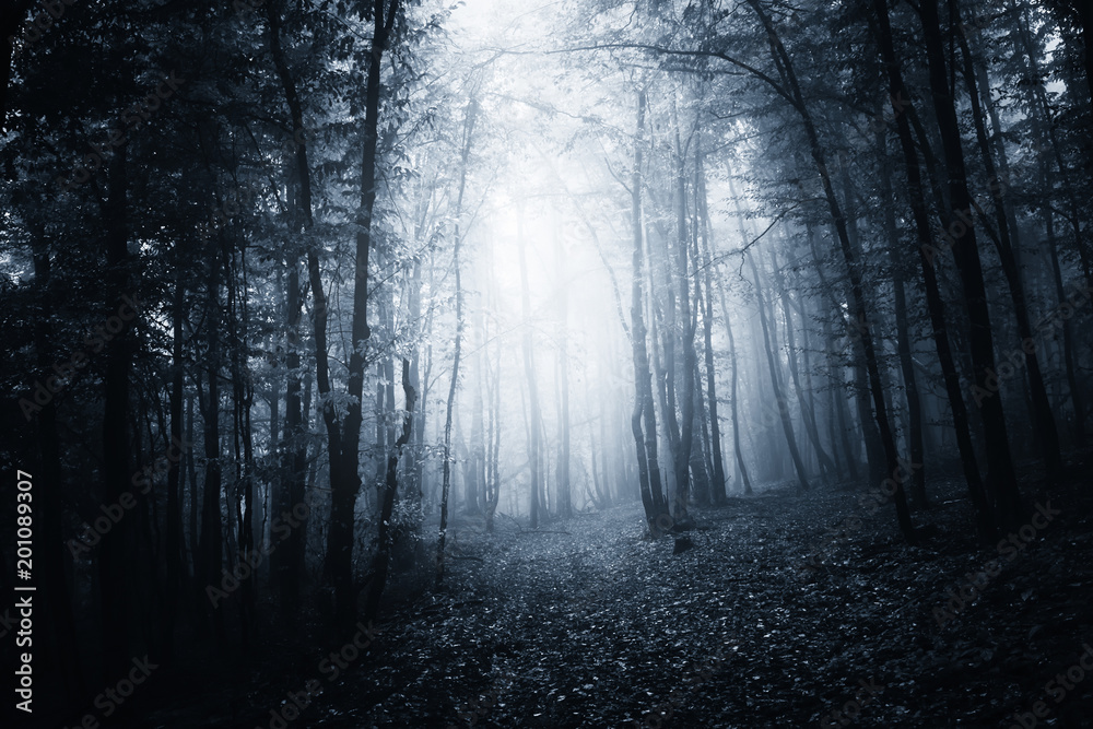 dark forest background Stock Photo | Adobe Stock