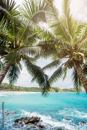 Fototapeta Naklejka Na Ścianę i Meble -  Coconut palm trees, beautiful tropical background, vintage filter