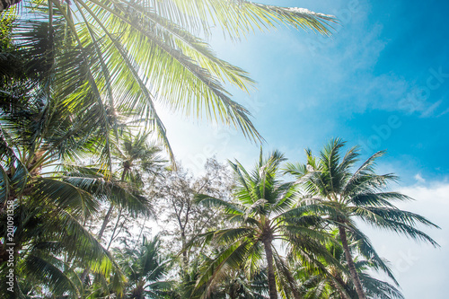 Coconut palm trees  beautiful tropical background  vintage filter