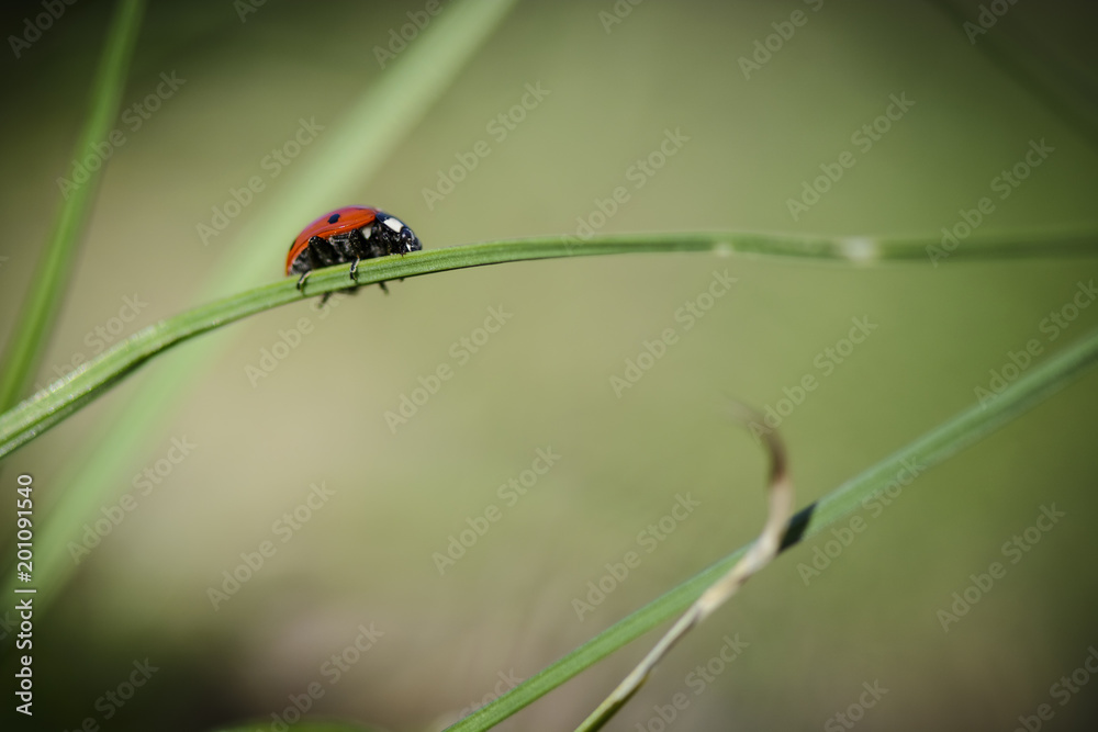 Ladybug on the grass against blurry background . Ladybug on the grass against blurry background .