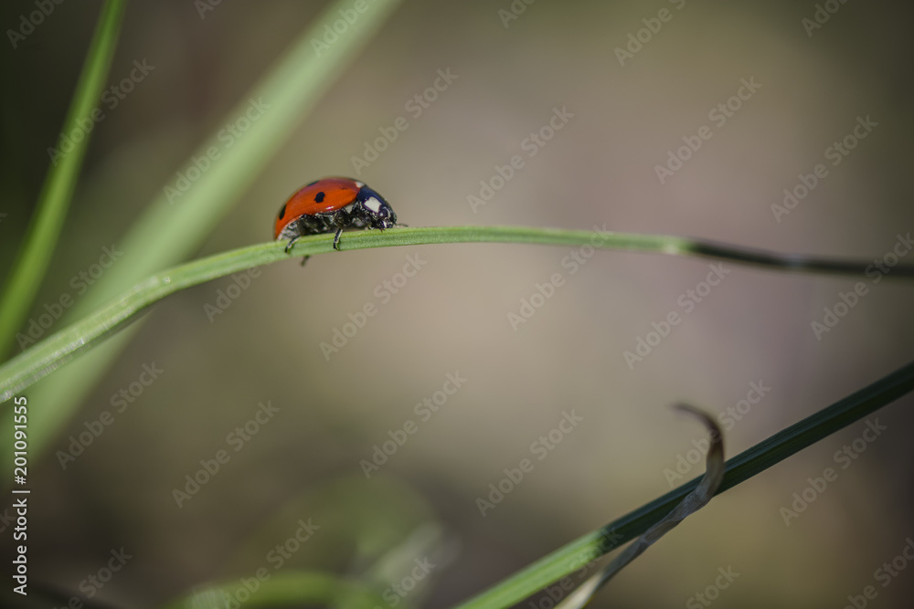 Ladybug on the grass against blurry background . Ladybug on the grass against blurry background .