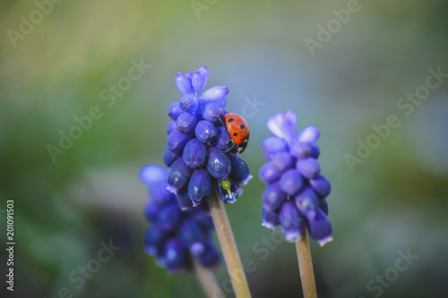 Close up of Muscari flower with ladybug on it , against blurry dreamy background.
