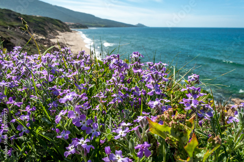 Fototapeta Naklejka Na Ścianę i Meble -  Landscape of sardinian coast in spring