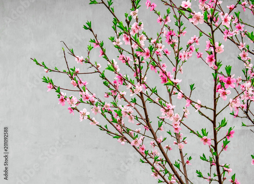 Branches with sakura flowers on a gray background