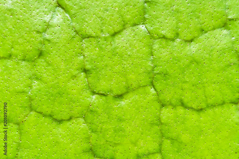 Obraz premium Victoria Amazonica Giant Water Lilies macro texrute background